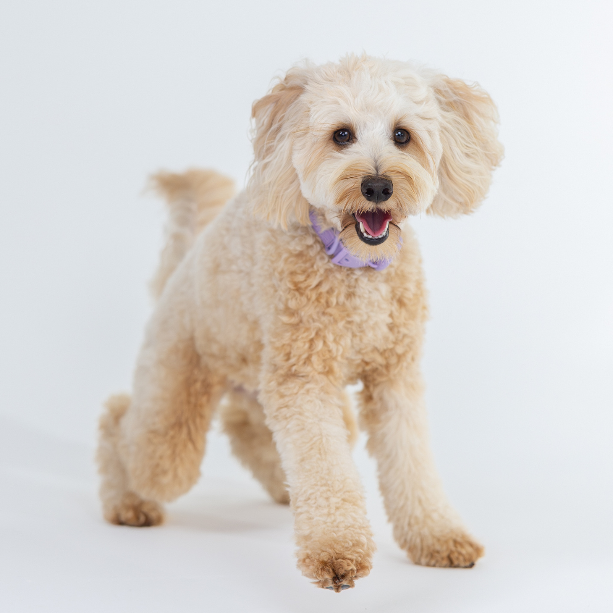 Pawfect Air Essential Oil Blend