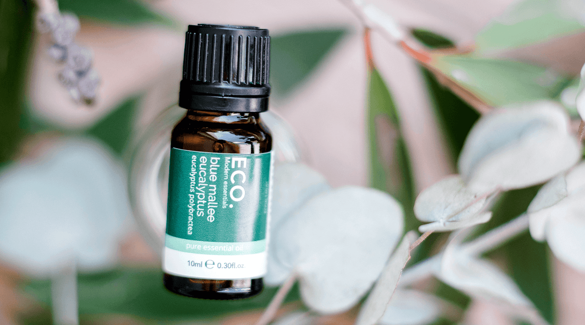 Australian Eucalyptus Blue Mallee Essential Oil