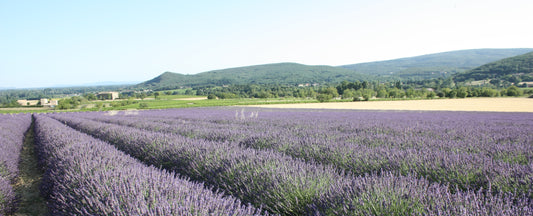 GC/MS Essential Oil Testing: What It Is and Why It Matters for Pure Oils