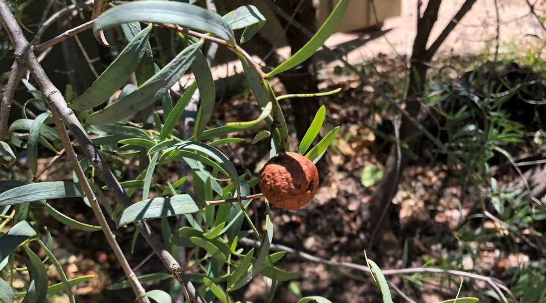 Sandalwood (10%) Essential Oil - ECO. Modern Essentials