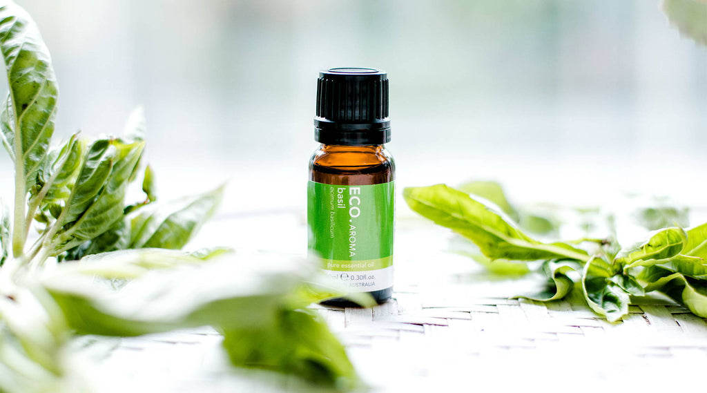 Benefits & Uses of Basil Essential Oil