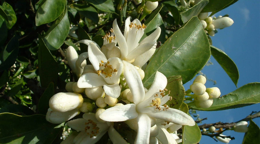 Benefits & Uses of Neroli Essential Oil