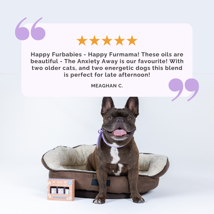 Pet Essentials Trio