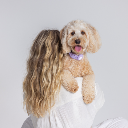Aromatherapy Dog Collar