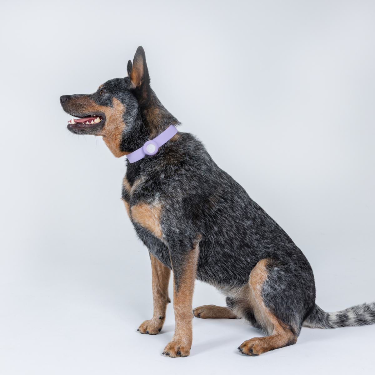 Aromatherapy Dog Collar