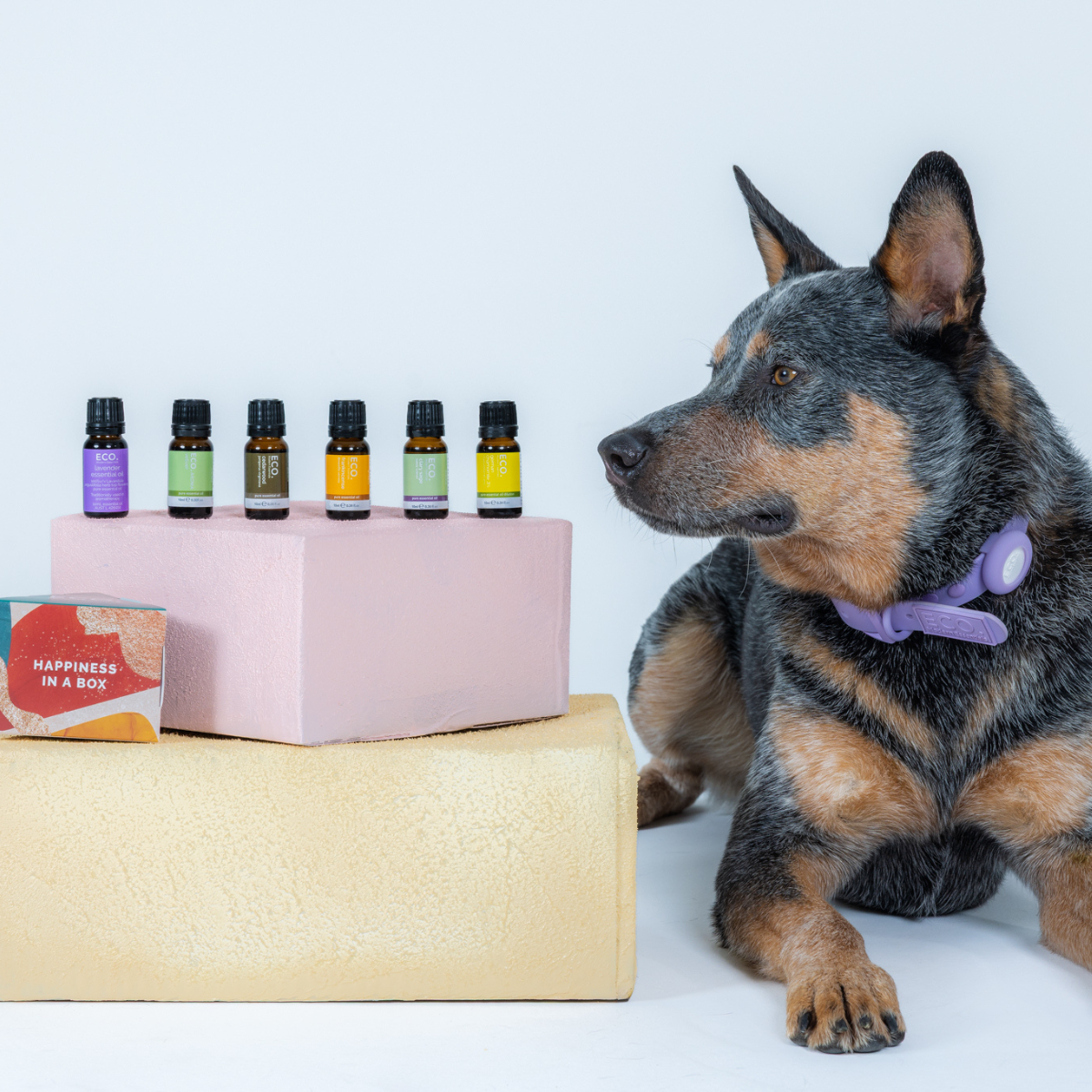 Pet Friendly 6 pack collection + Aromatherapy Dog Collar