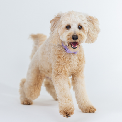 Pawfect Air Essential Oil Blend