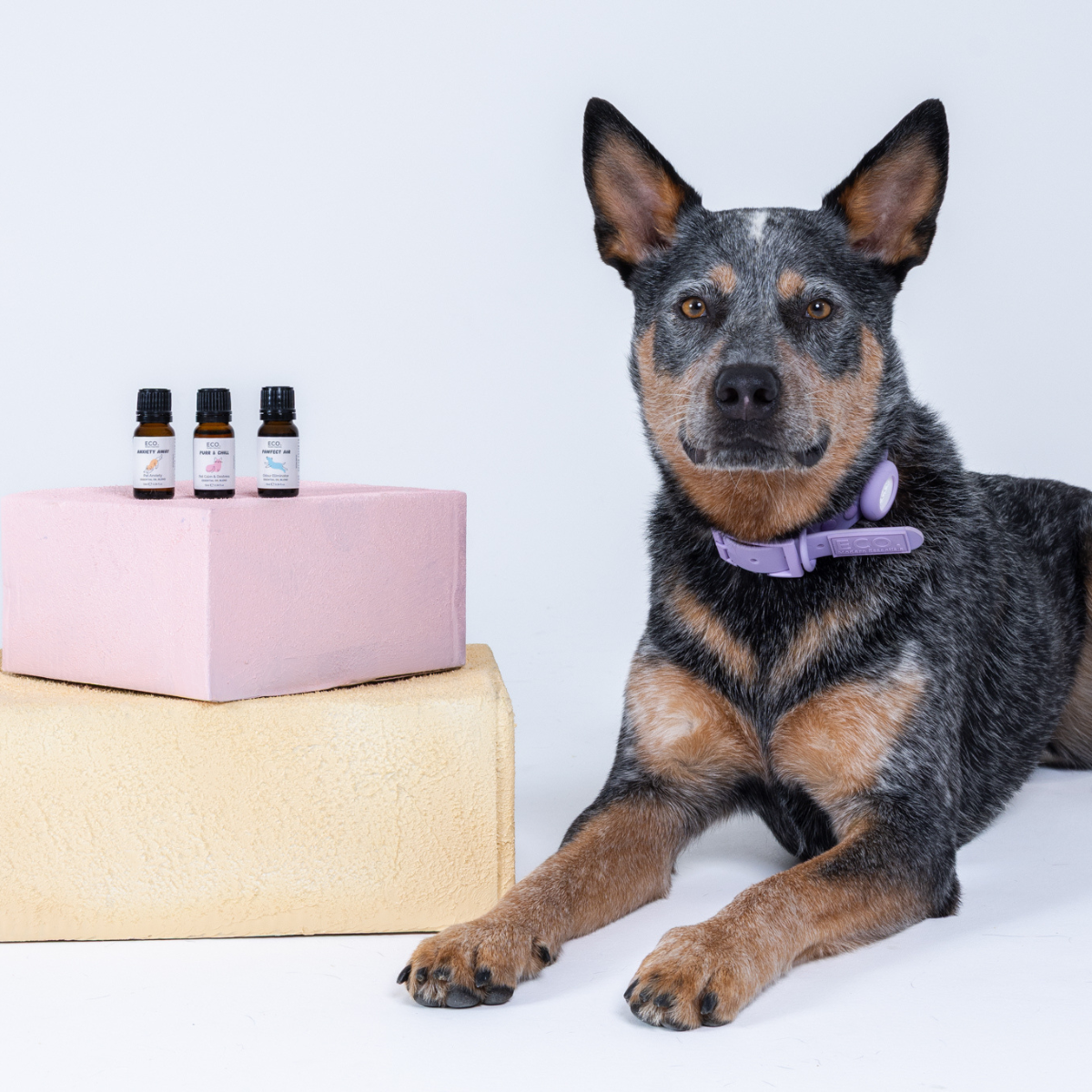 Pet Essentials Trio + Aromatherapy Dog Collar