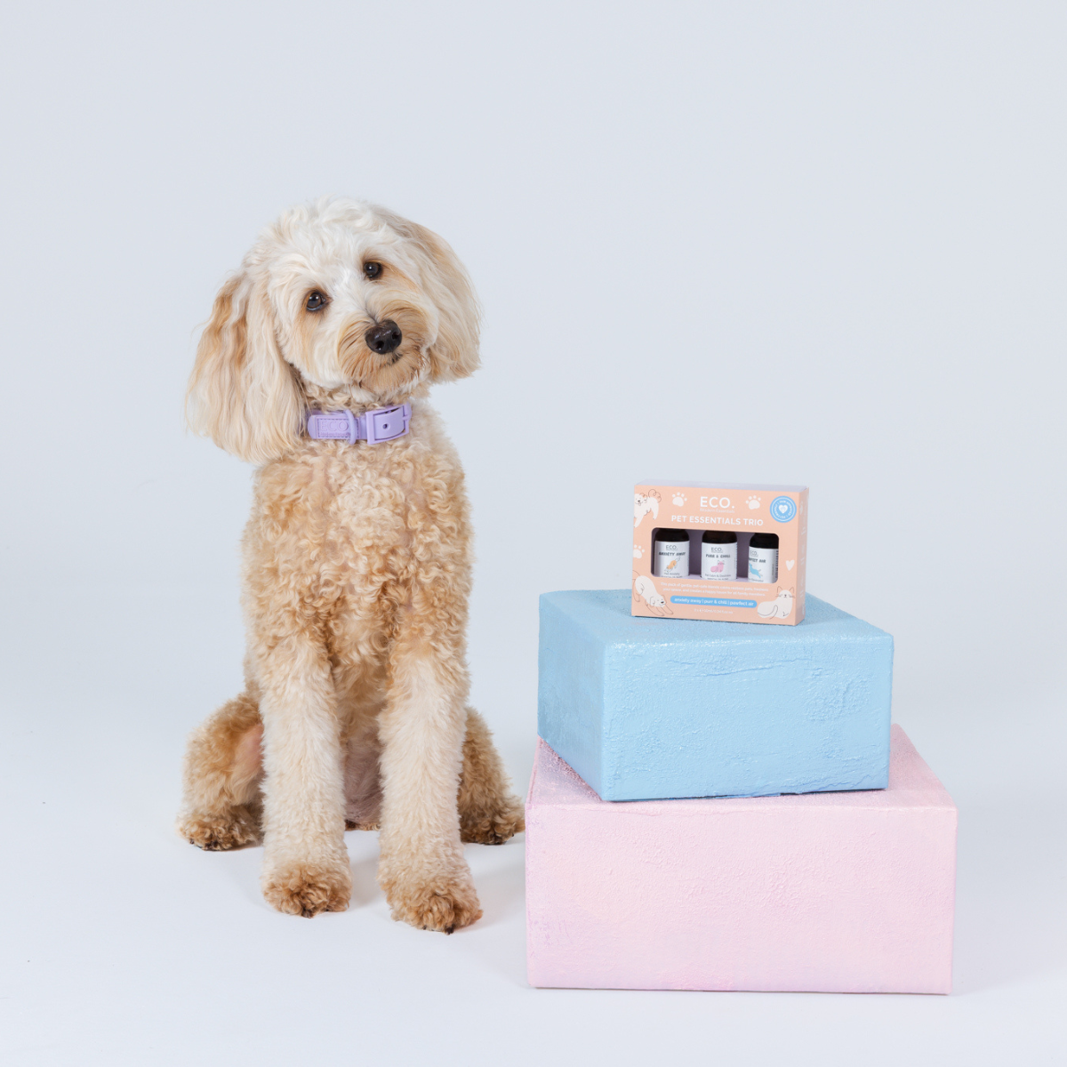 Pet Essentials Trio + Aromatherapy Dog Collar