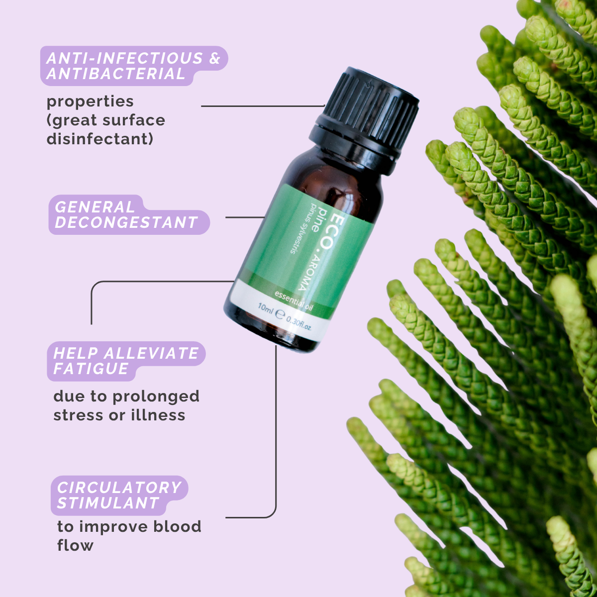 Pine Pure Essential Oil