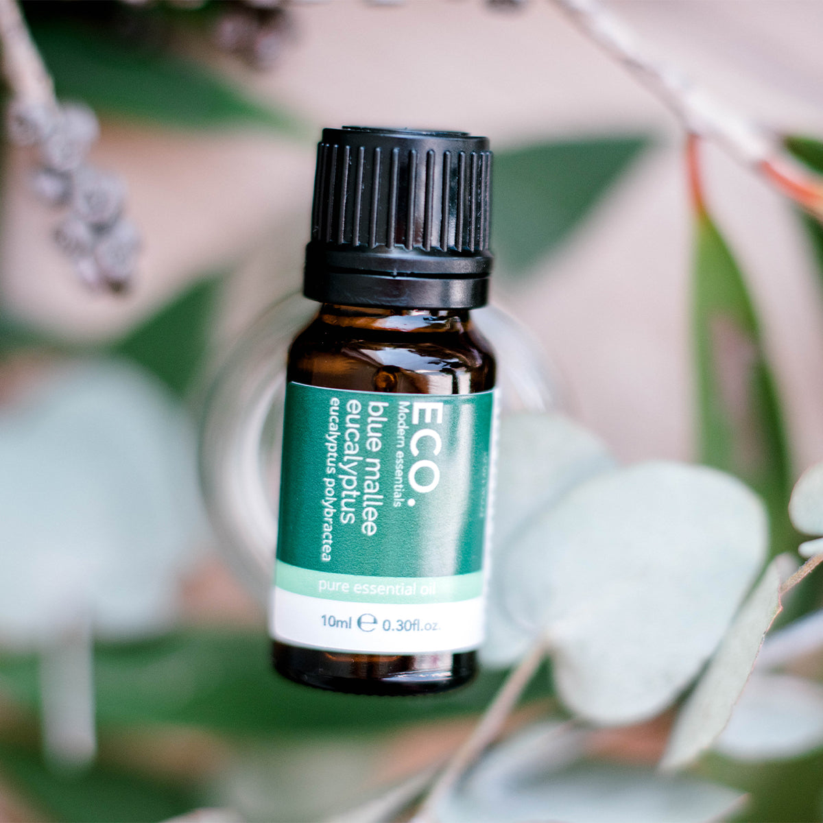 Australian Blue Mallee eucalyptus essential oil bottle 